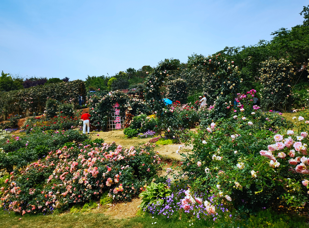 成都漫花庄园风景图片图片