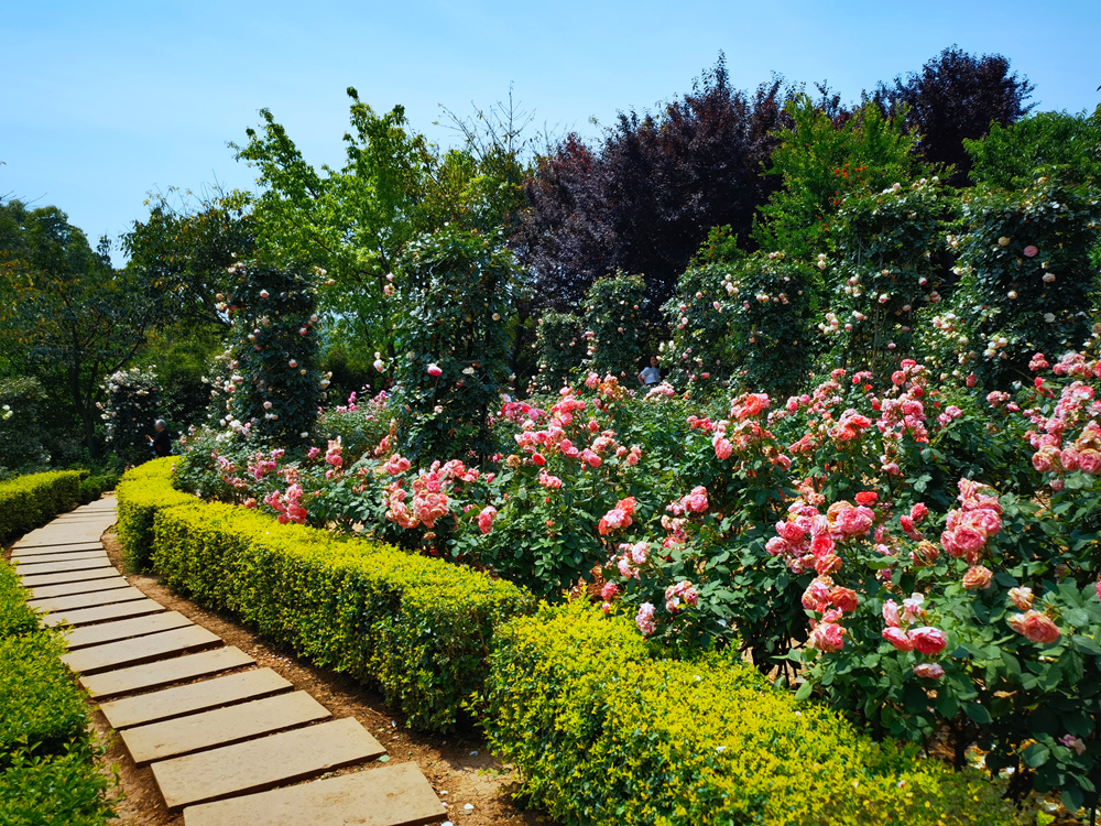 成都漫花庄园风景图片图片