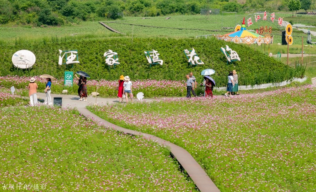 温江寿安镇汪家湾花海图片