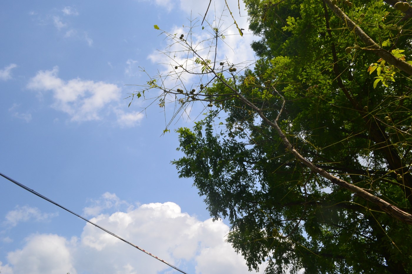 DSC_2061.JPG