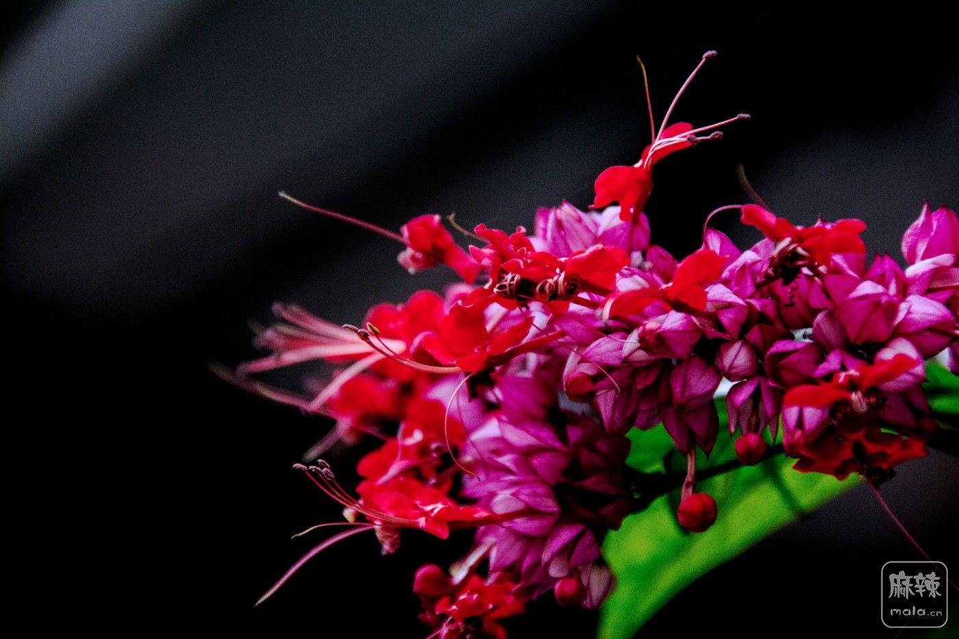 DSC_2985.JPG