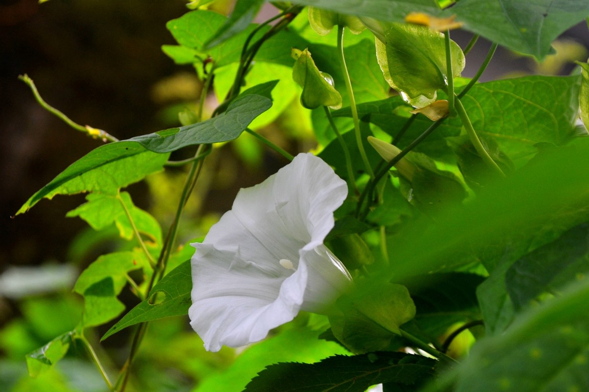 DSC_2490.JPG
