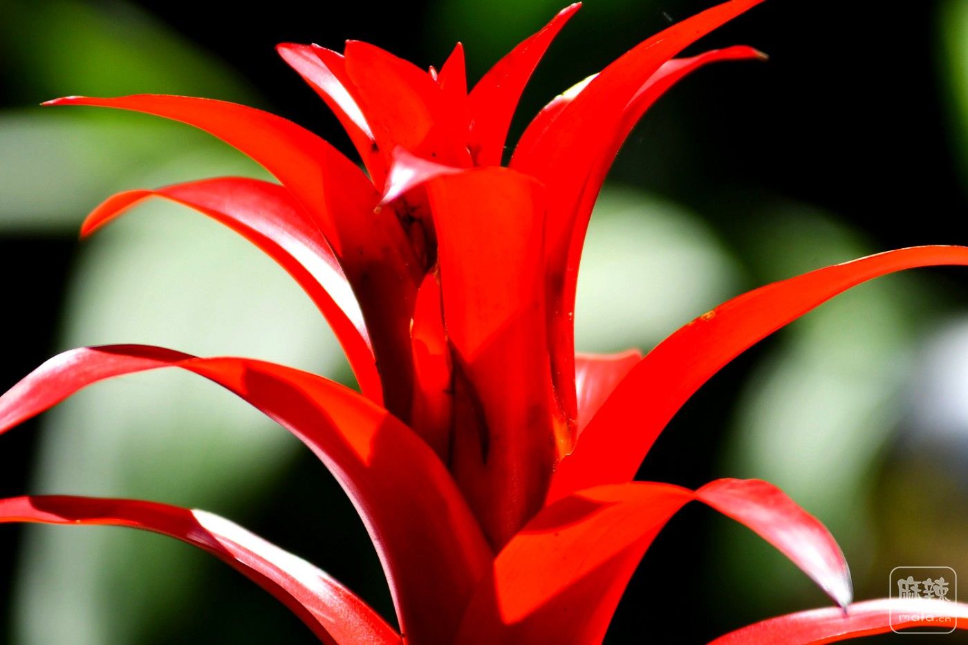 ʻѧ