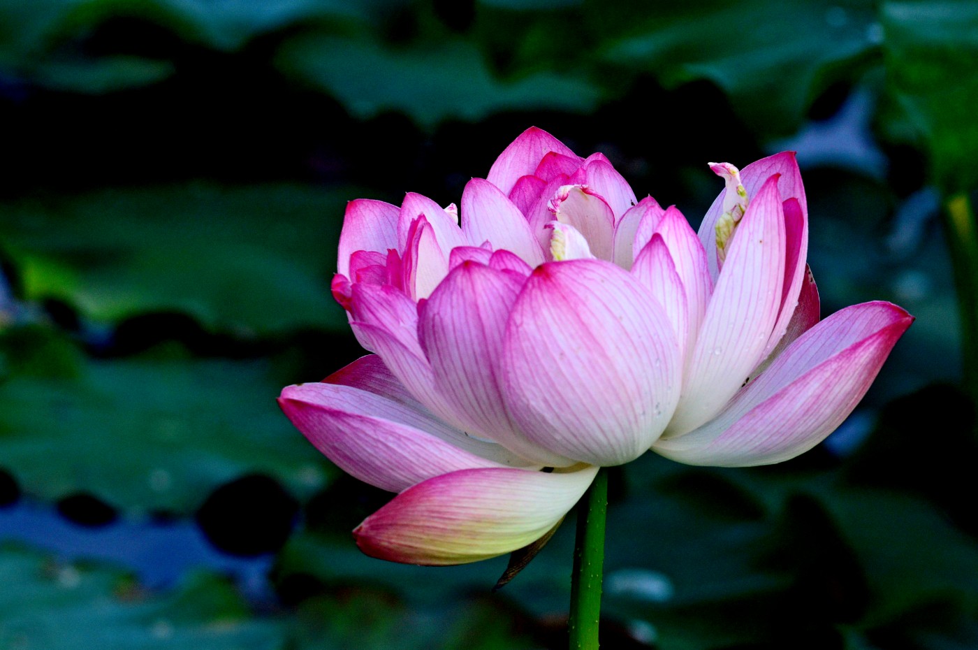 DSC_0005.JPG