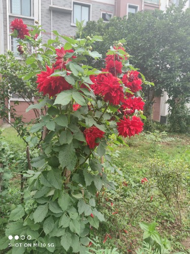 IMG_20220612_183204.jpg