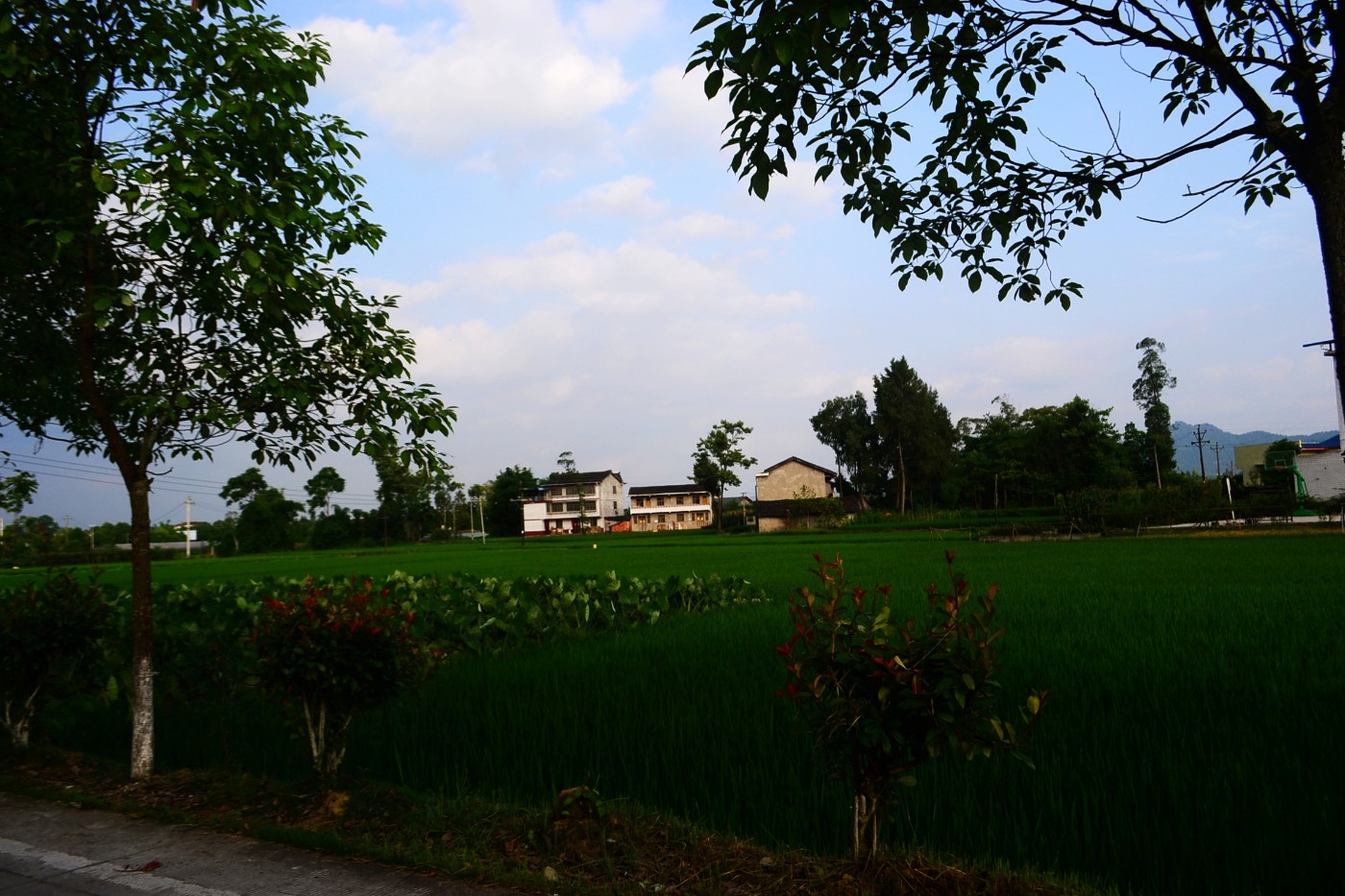 DSC_2878.JPG