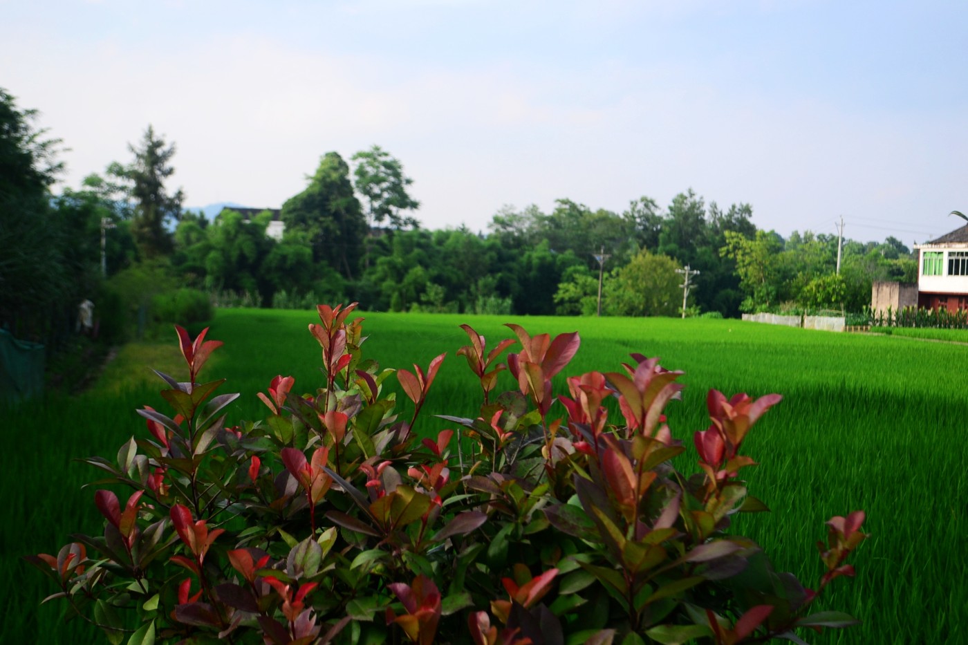 DSC_2879.JPG