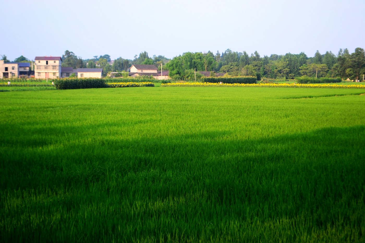 DSC_2958.JPG