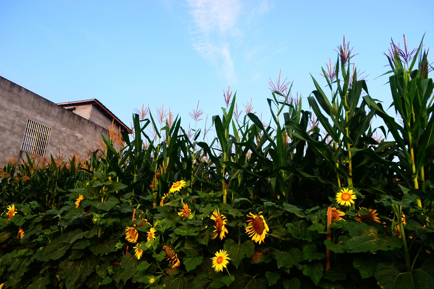 DSC_2898.JPG