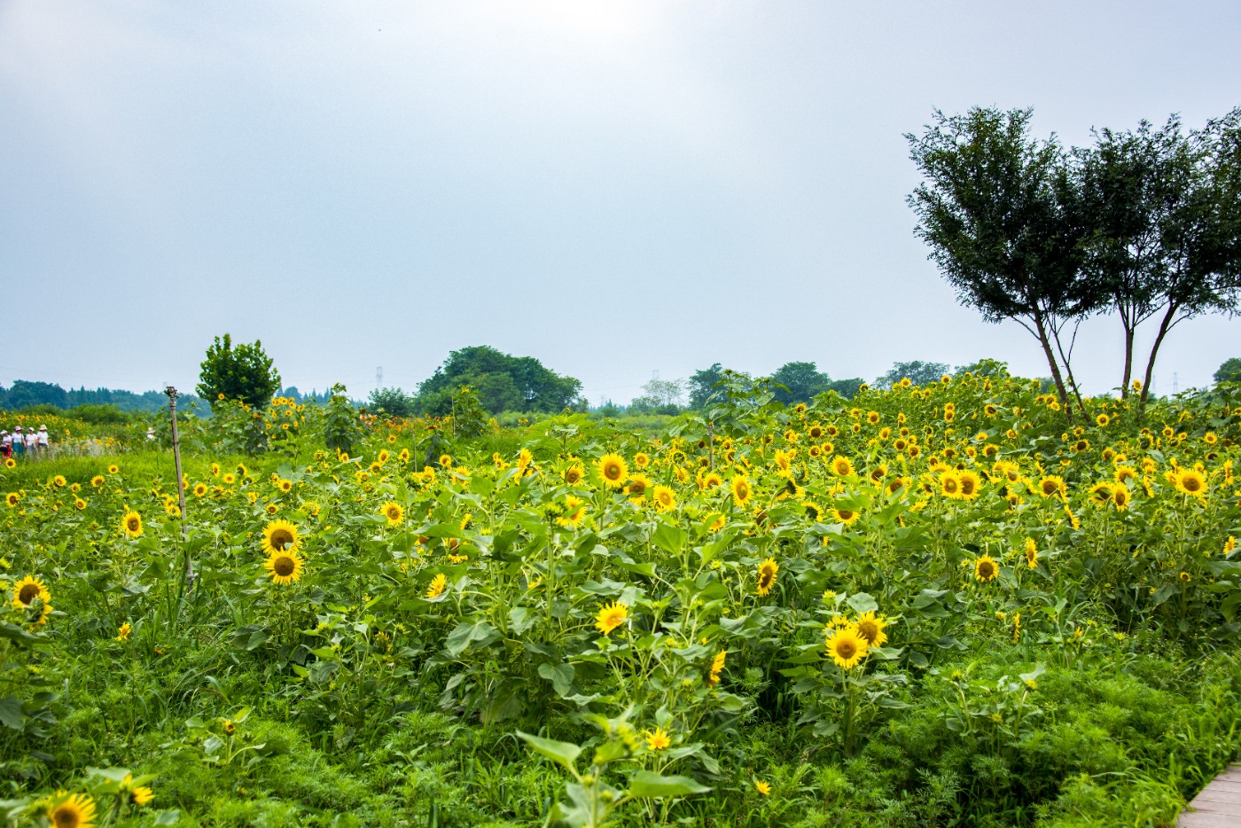 温江寿安镇汪家湾花海图片