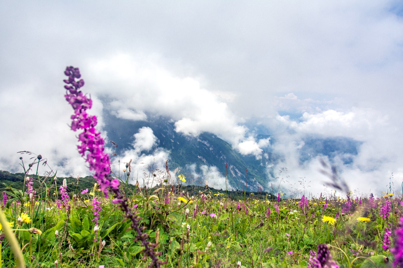 九鼎山花海图片