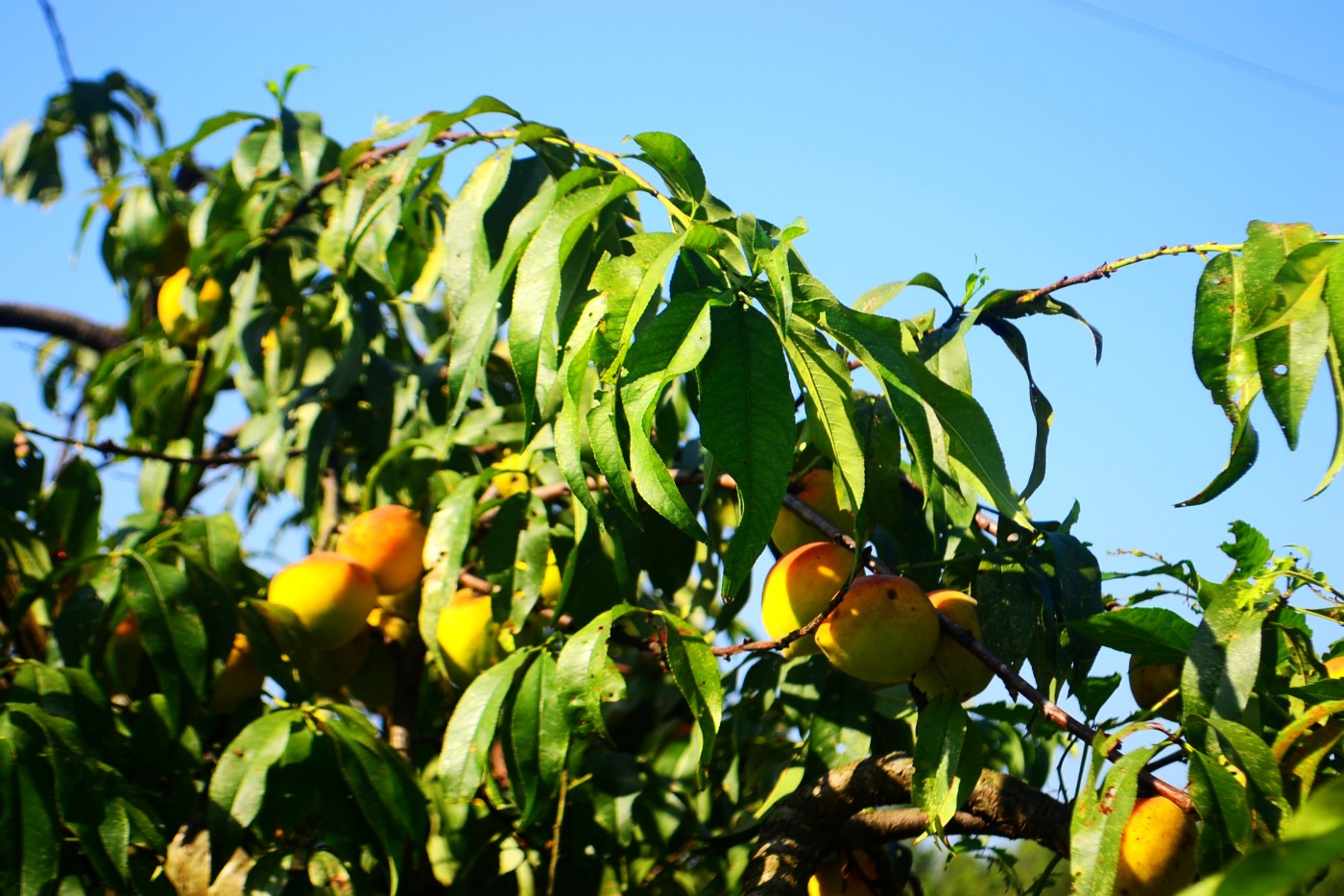 DSC_3391.JPG