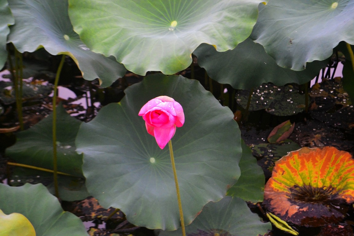 DSC_3639.JPG