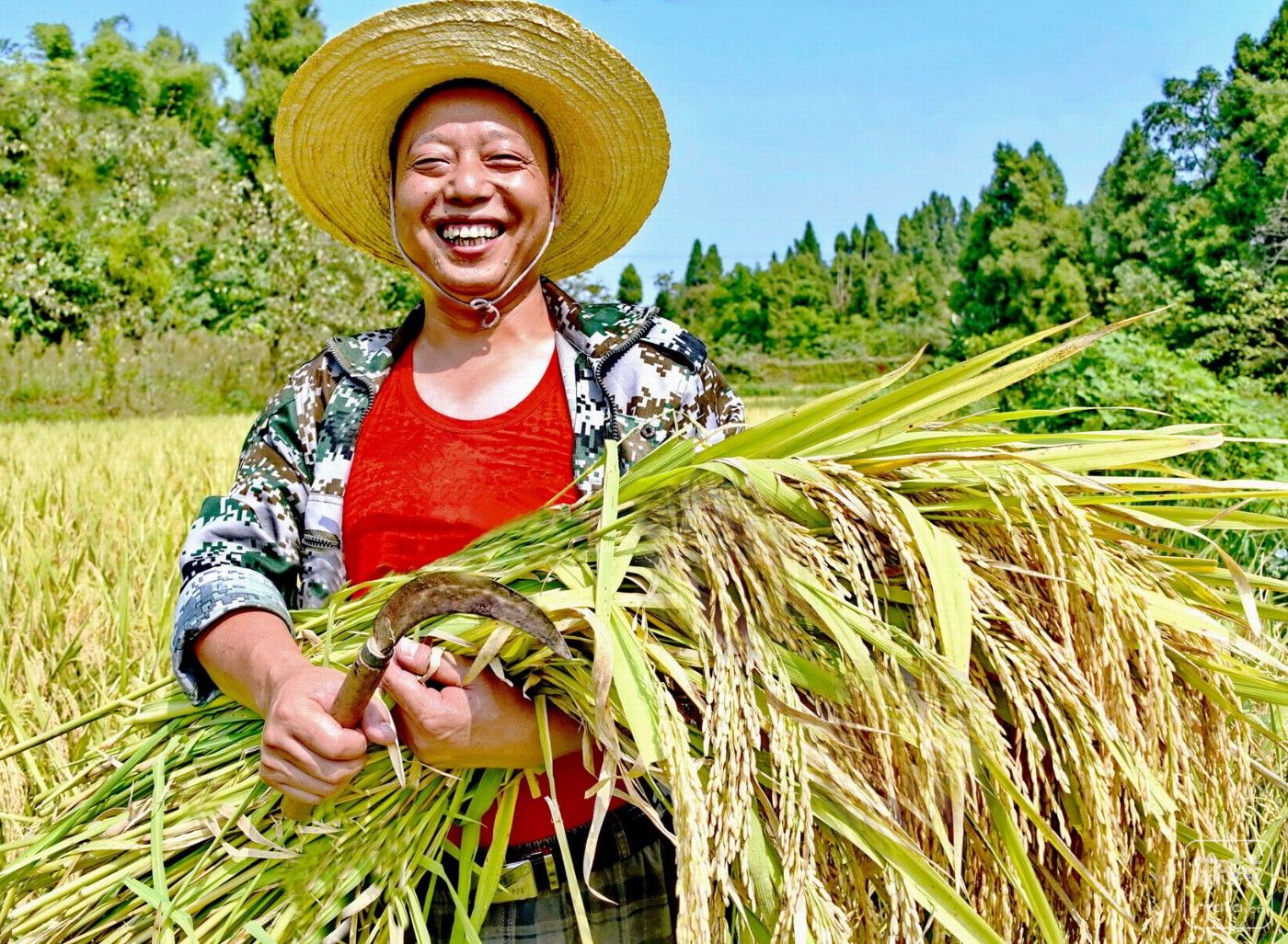 【第5届中国农民丰收节】《丰收乐了庄稼人》