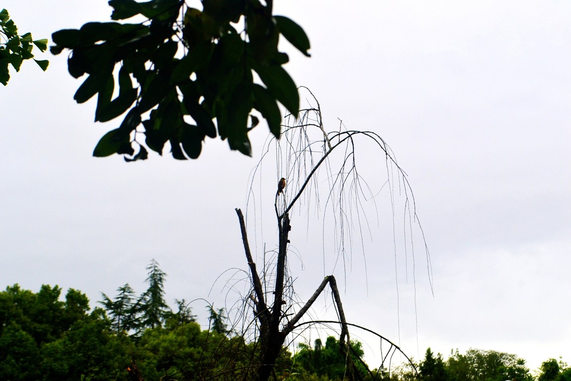 DSC_3732.JPG