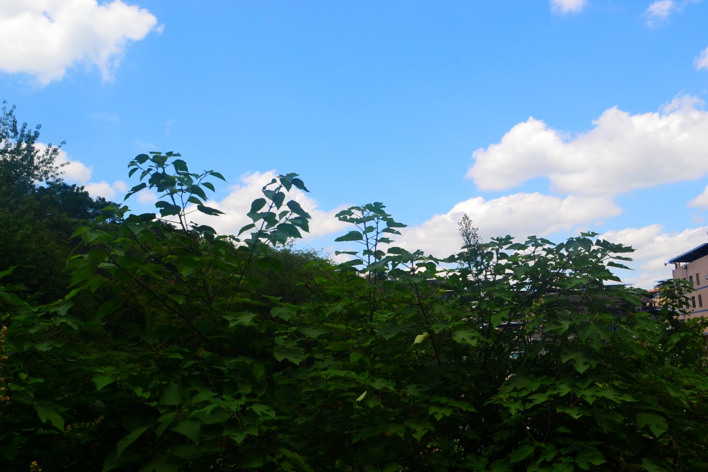 DSC_3795.JPG