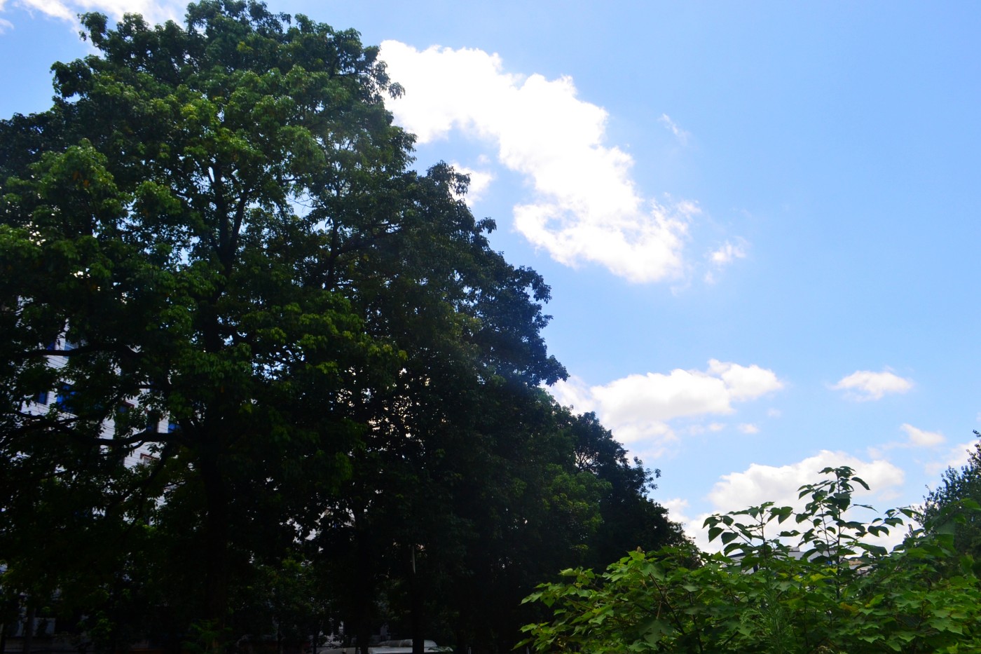 DSC_3799.JPG