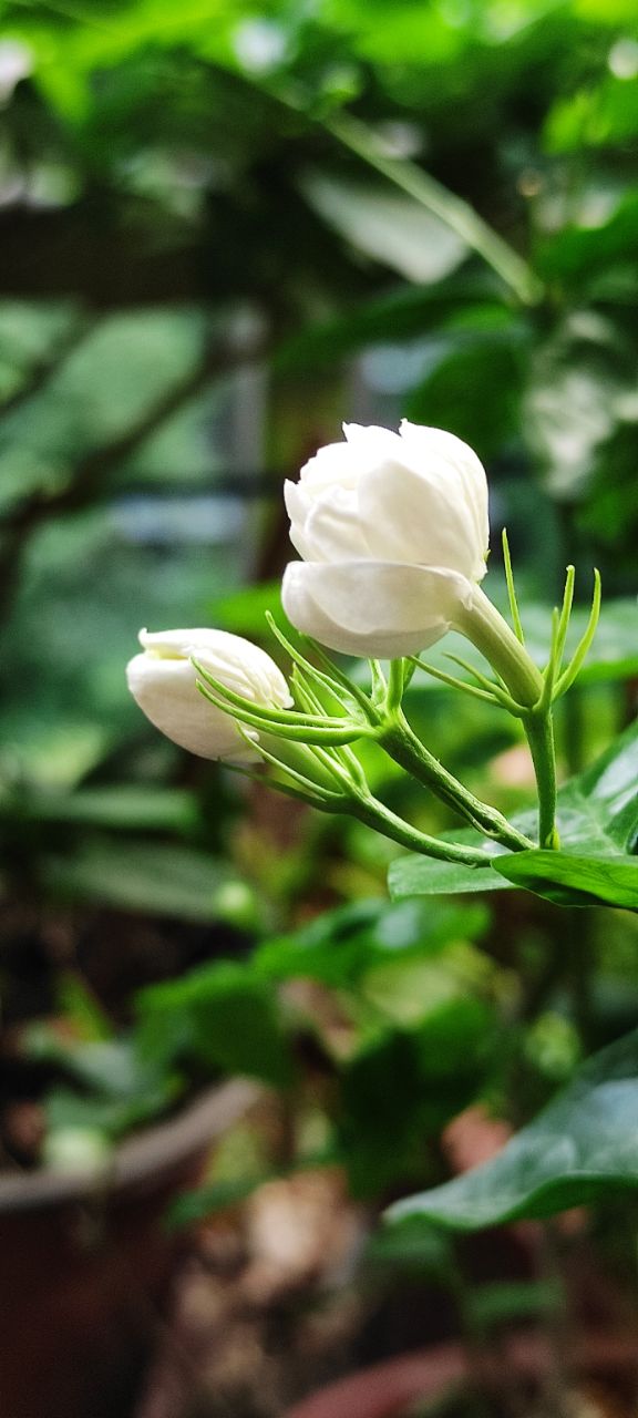 茉莉花手机壁纸高清图片