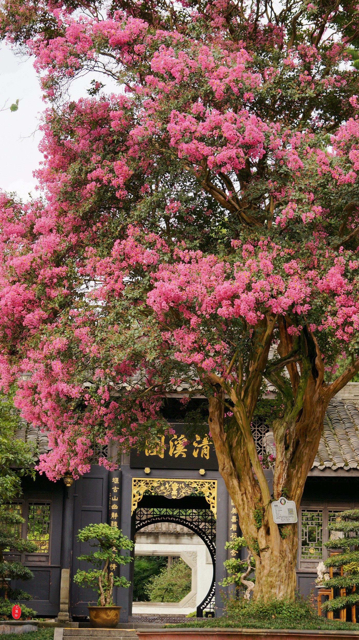 印江千年紫薇树图片