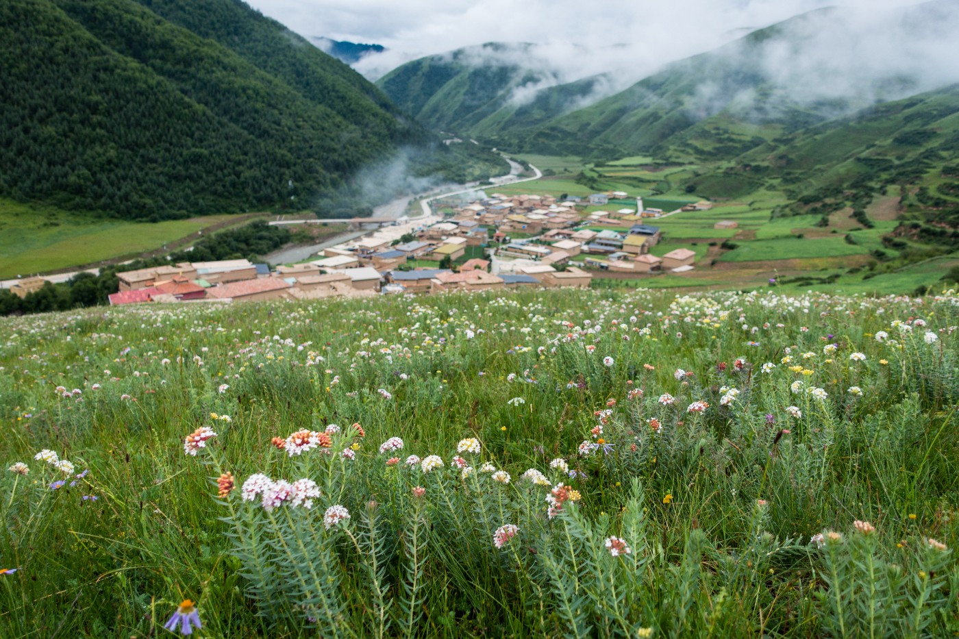 阿坝神座村赏花之旅