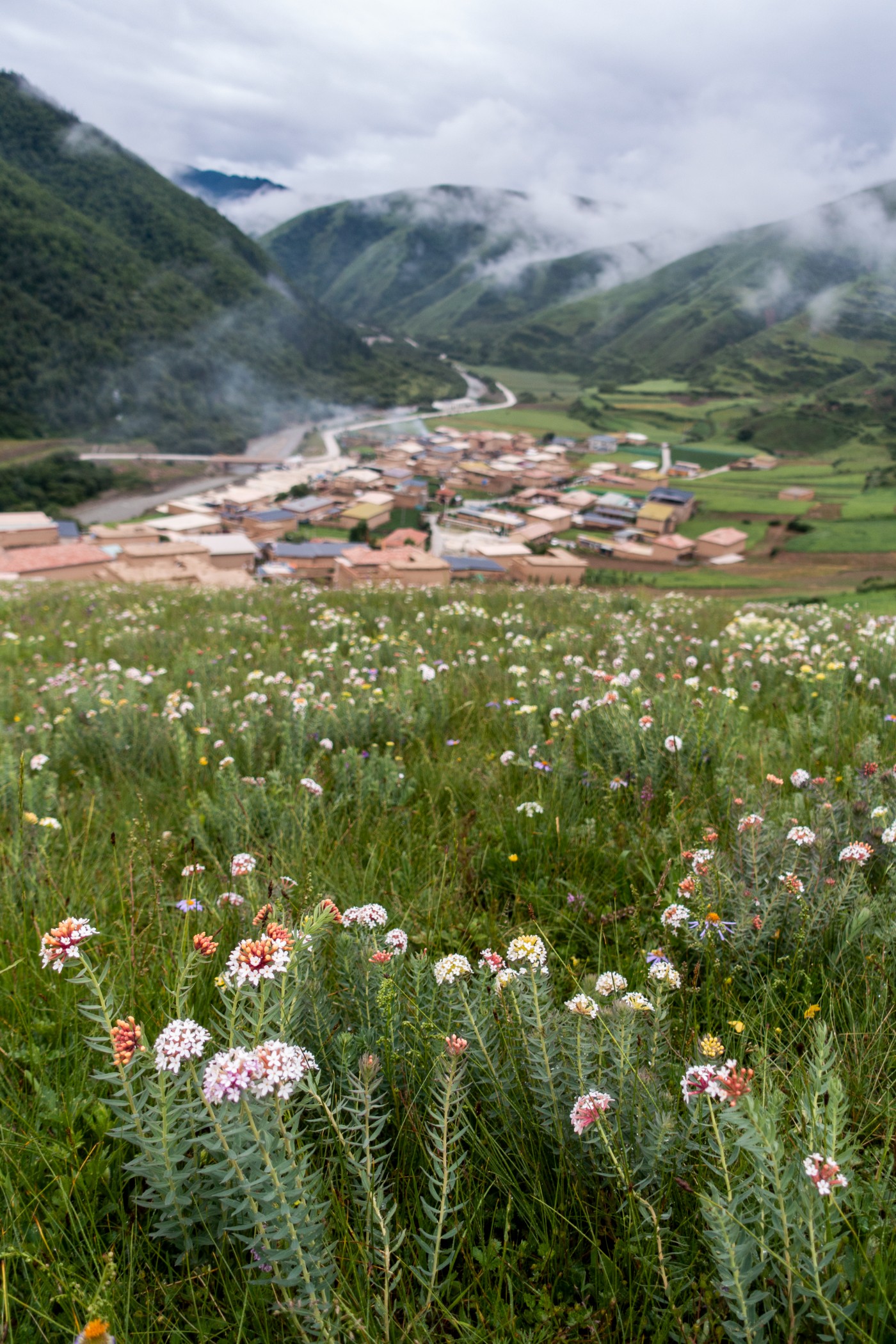 阿坝神座村赏花之旅