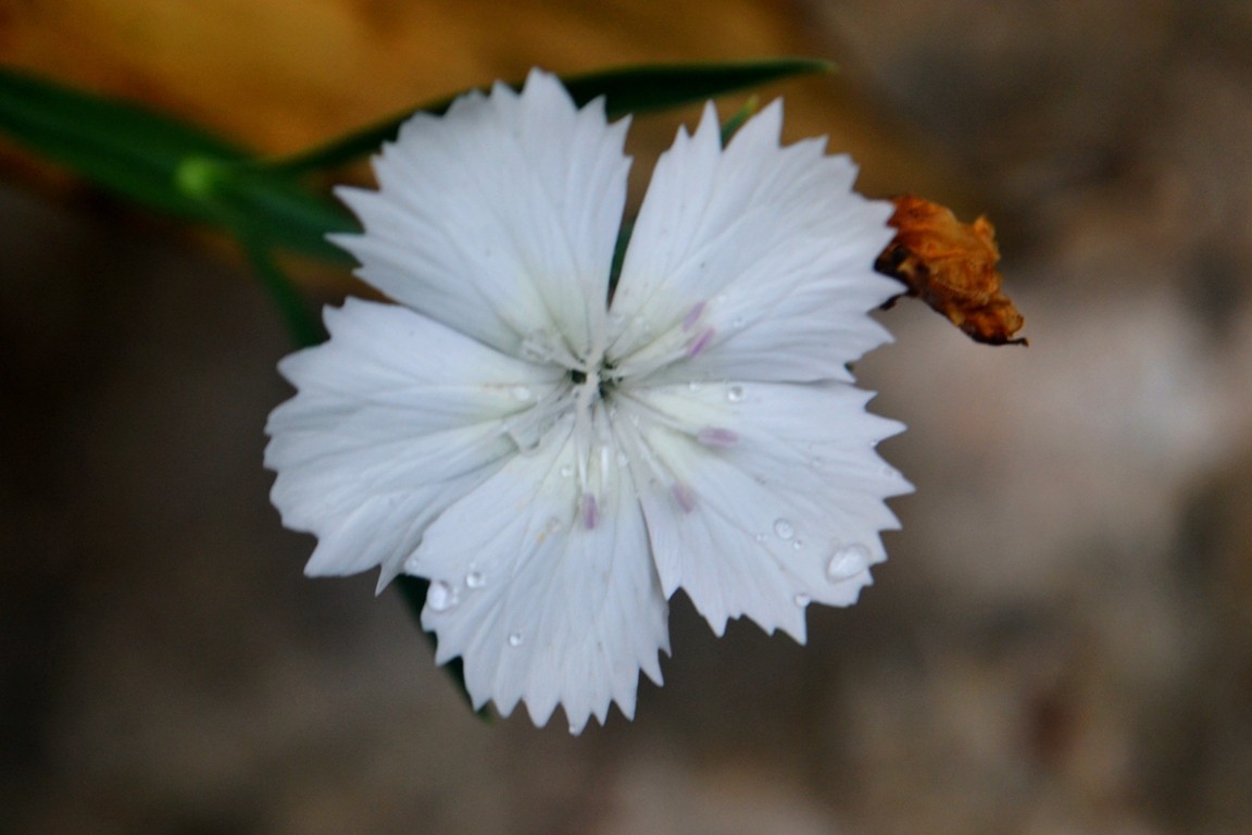 DSC_5167.JPG