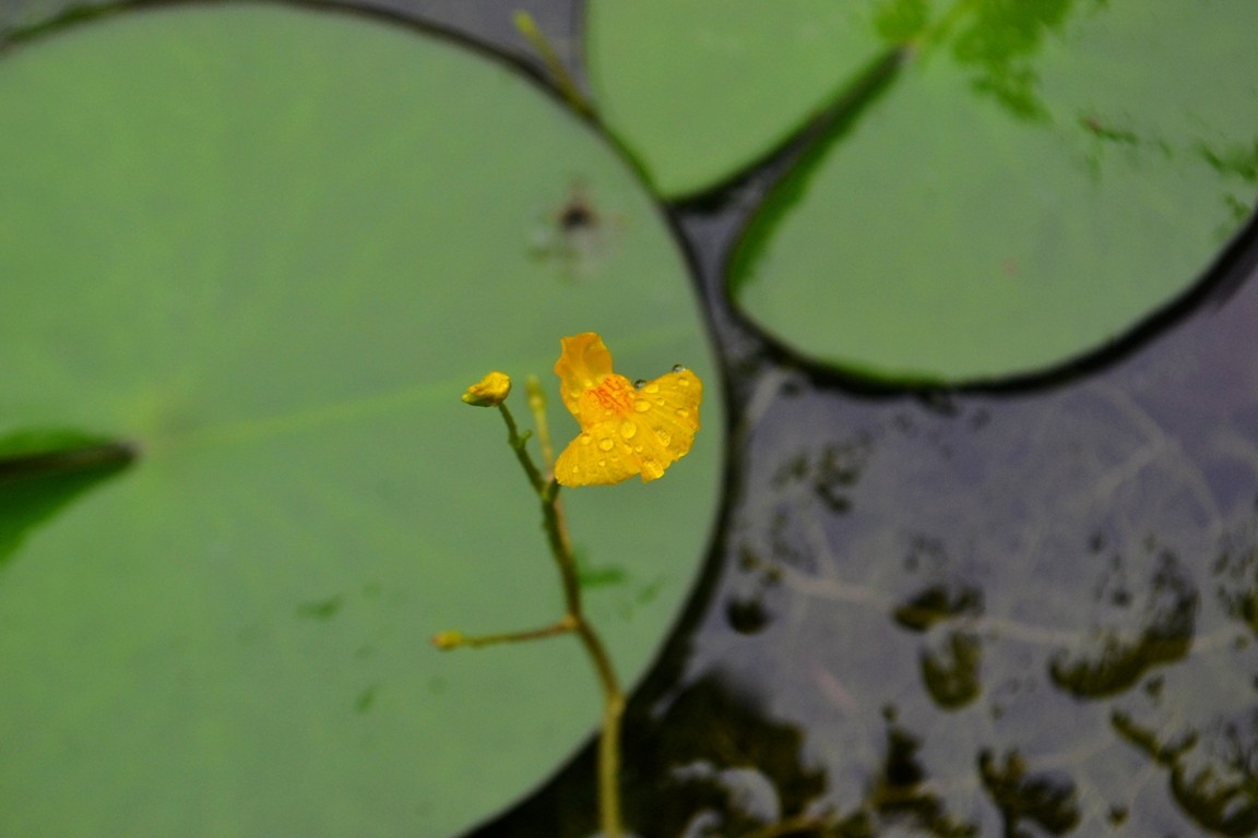 DSC_5173.JPG