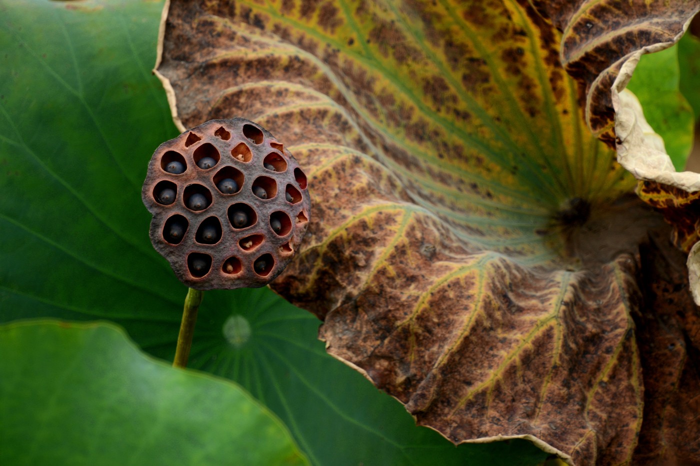 CD1_4106_.jpg