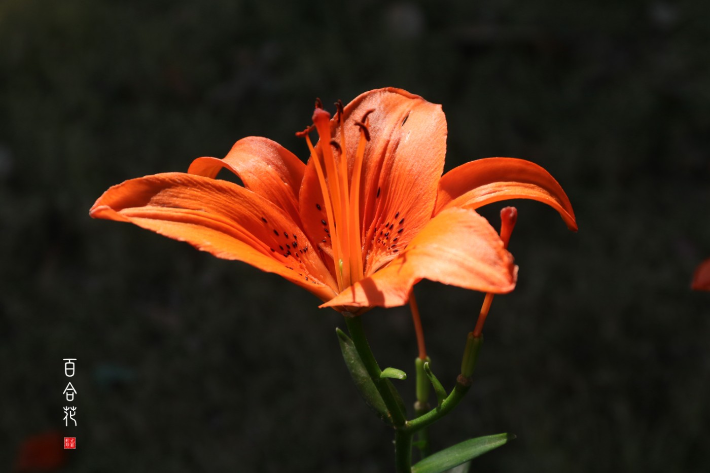 IMG_2766_.jpg