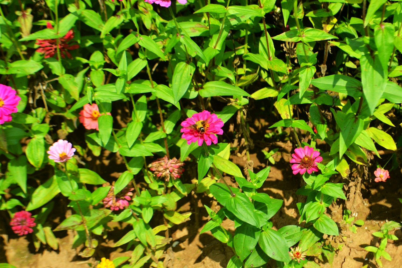 DSC_5420.JPG