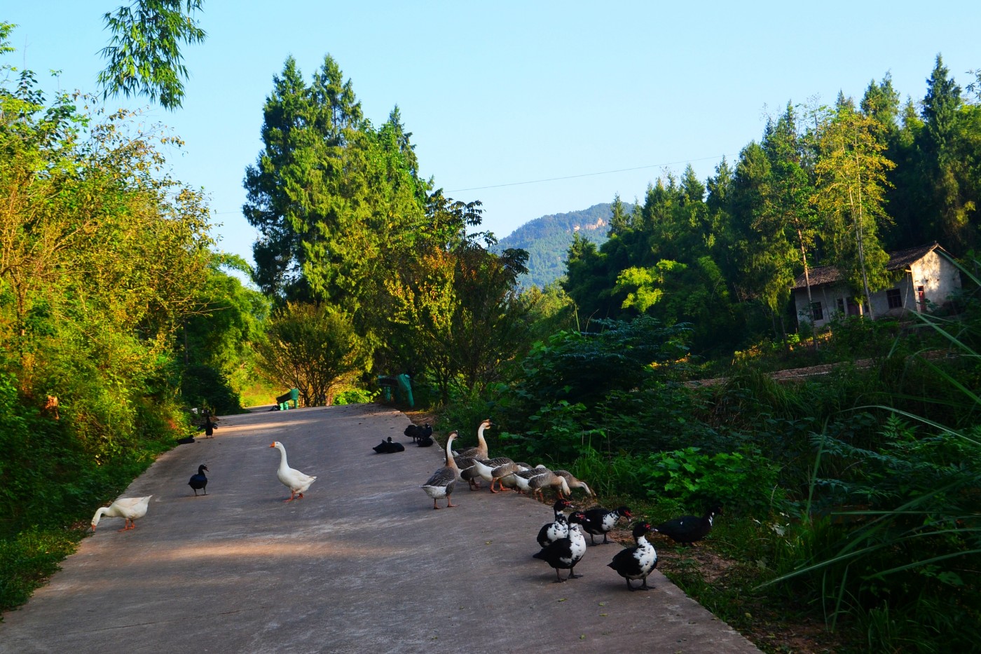 DSC_5559.JPG