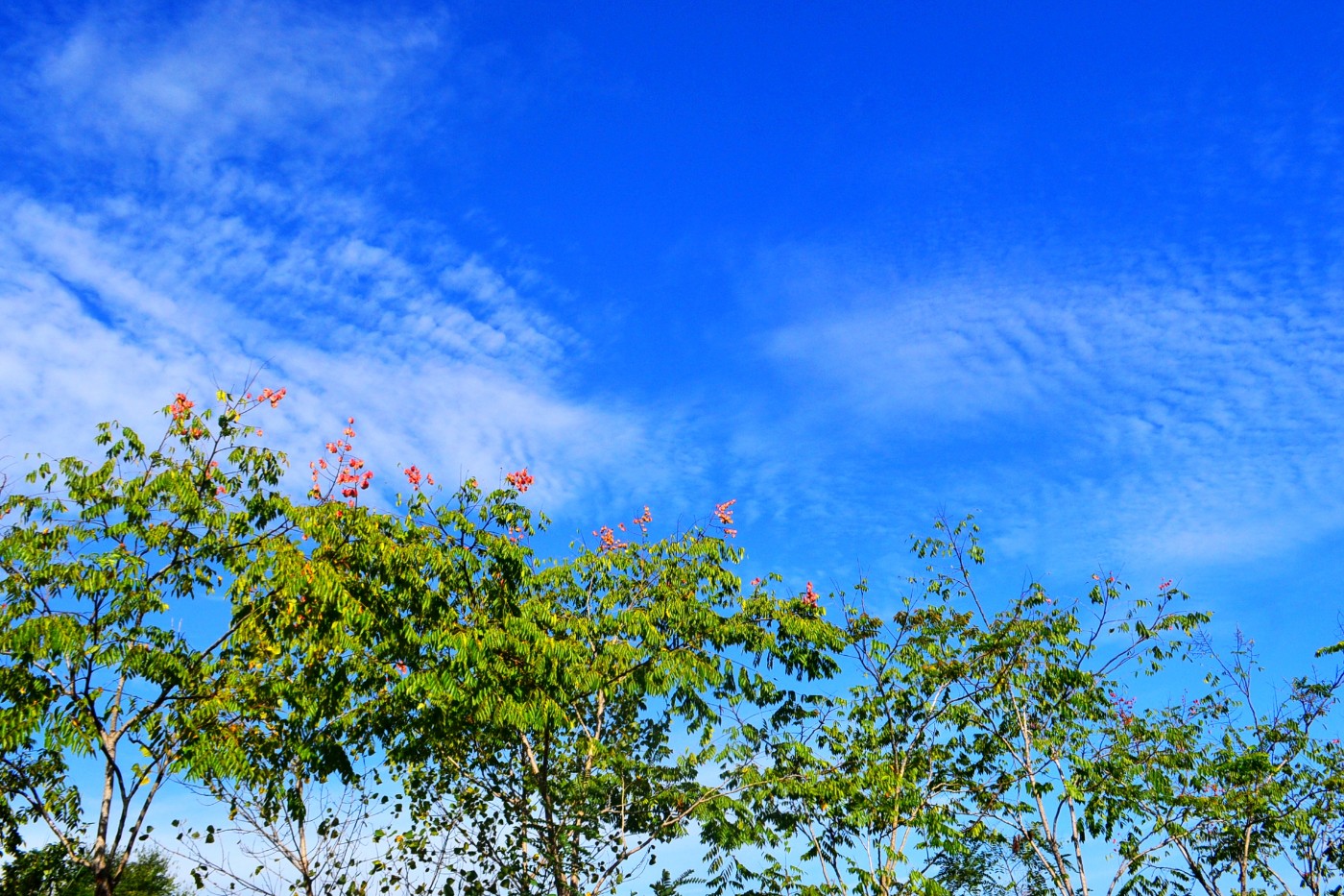 DSC_5336.JPG
