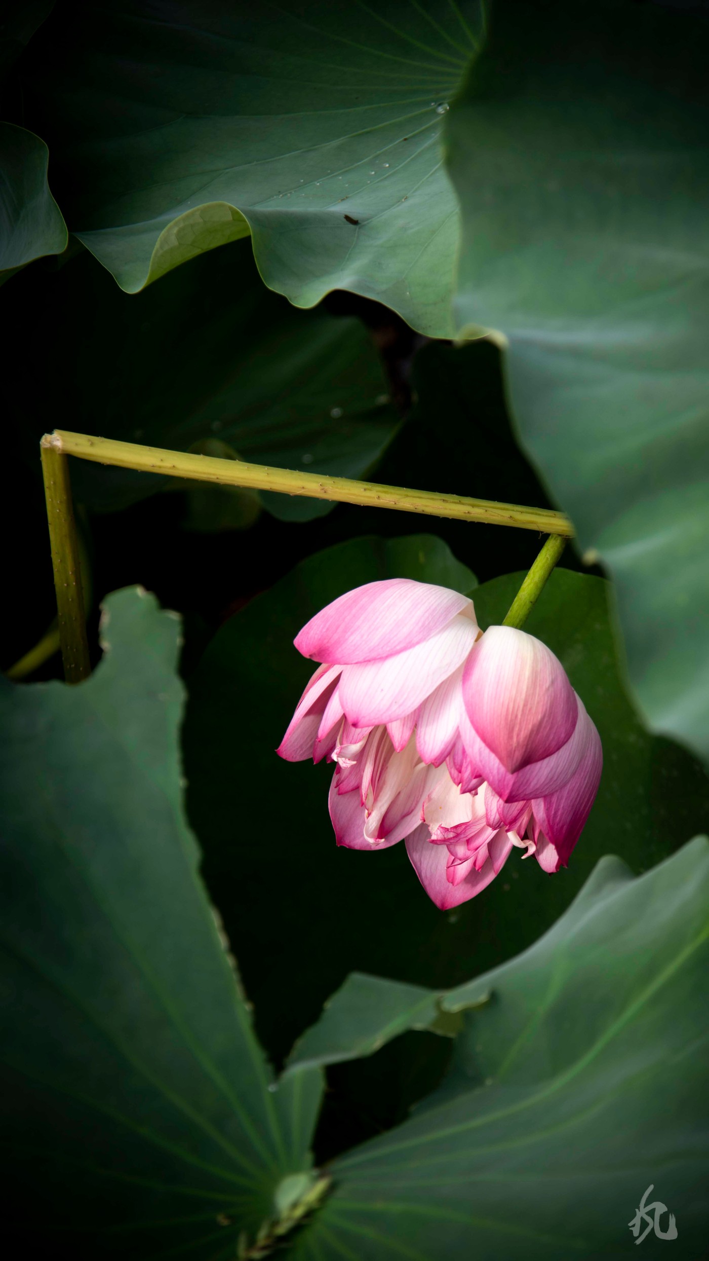 DSC_4605.jpg