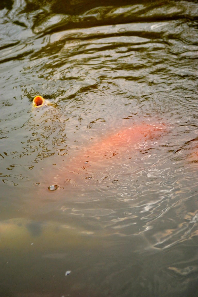 DSC_5694.JPG