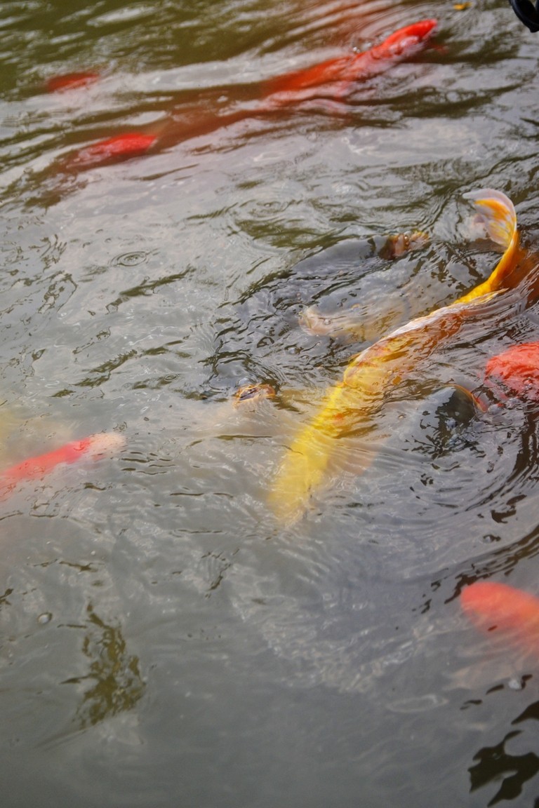 昨天是在四川麻辣论坛的九岁鱼水之情——欣赏五颜六色之戏水金鱼