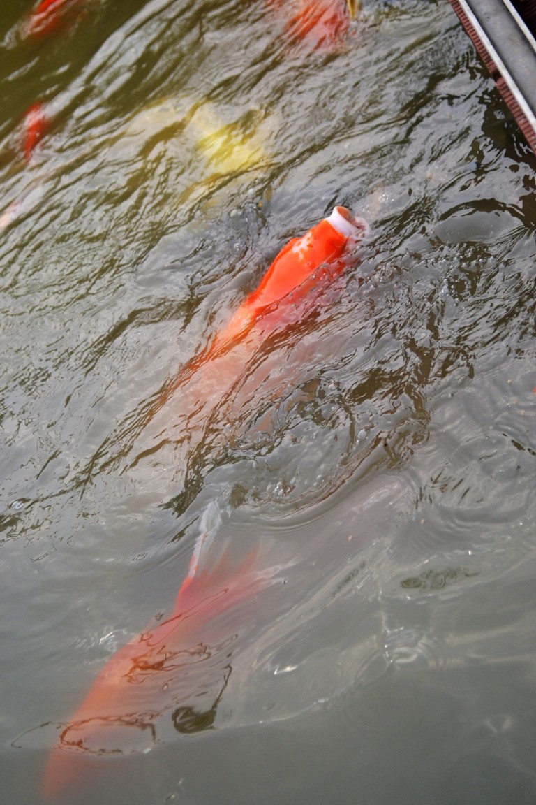 DSC_5720.JPG