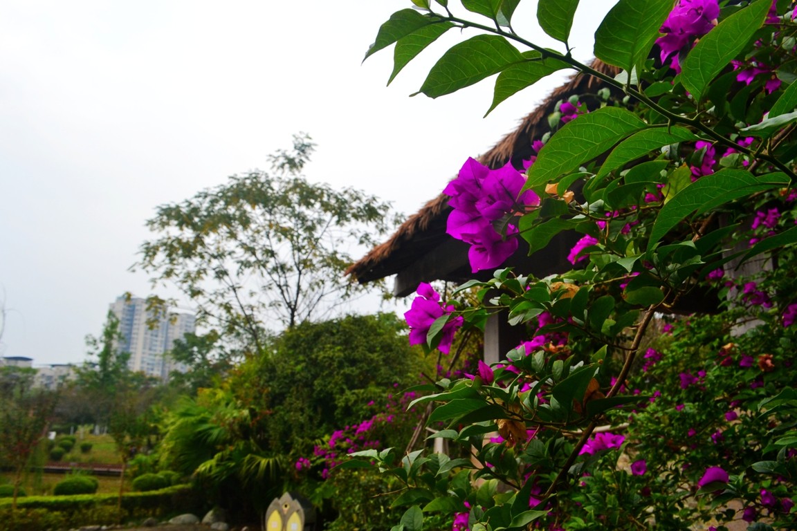DSC_5672.JPG