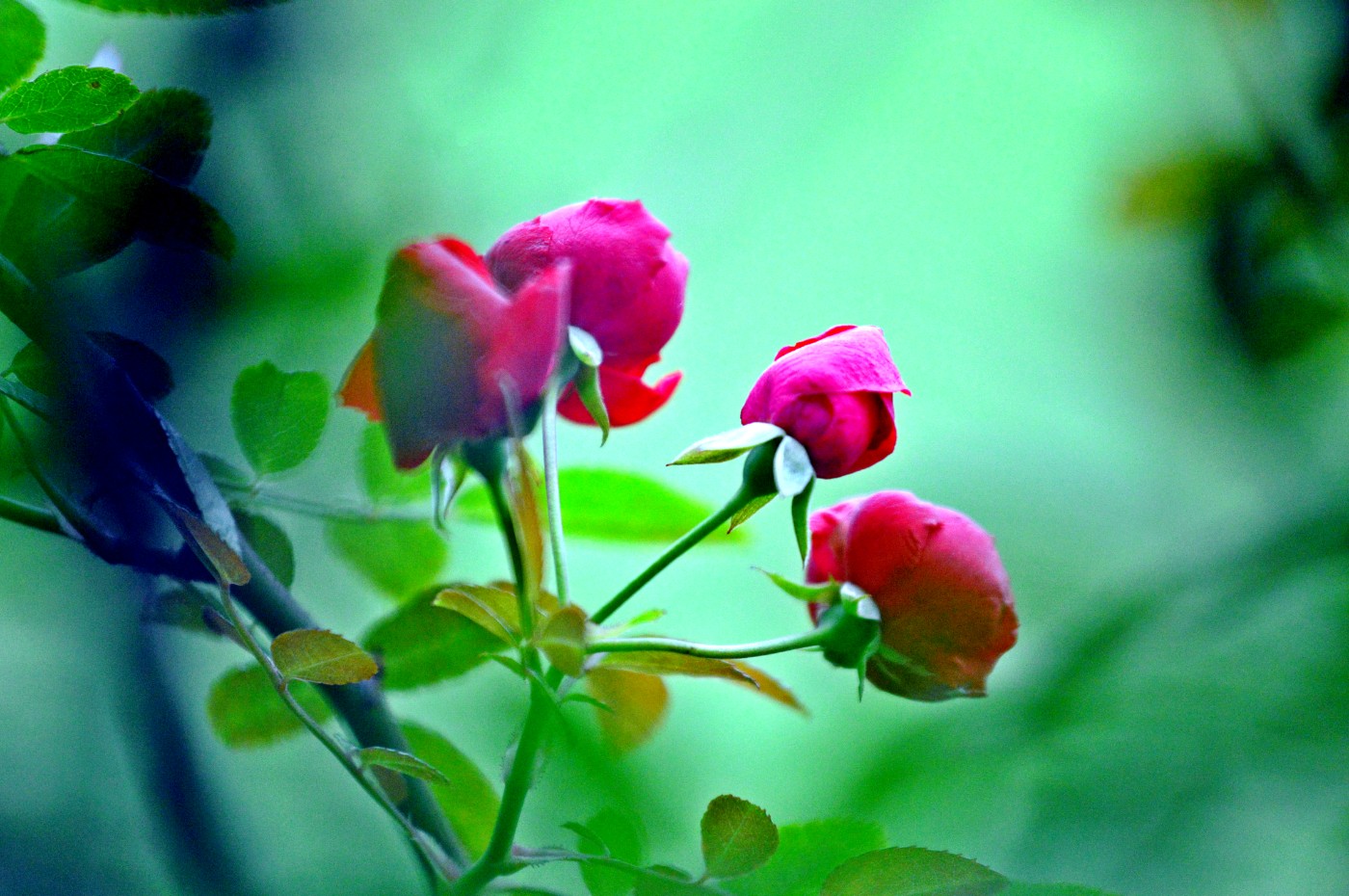 DSC_0039.JPG