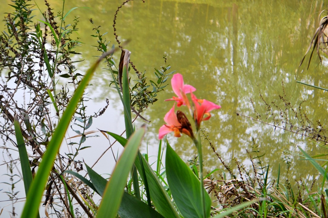 DSC_5822.JPG