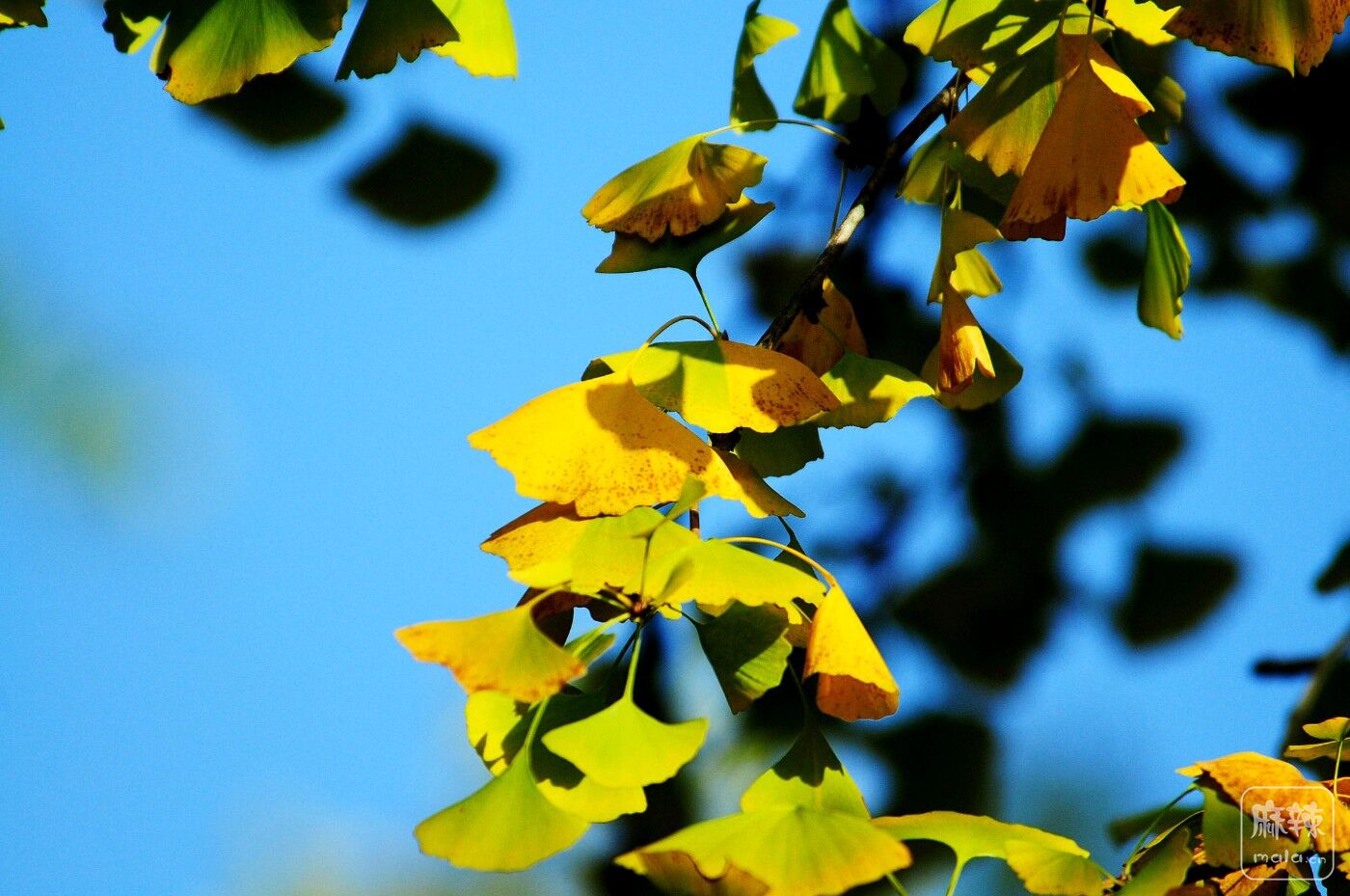 DSC_8084.JPG