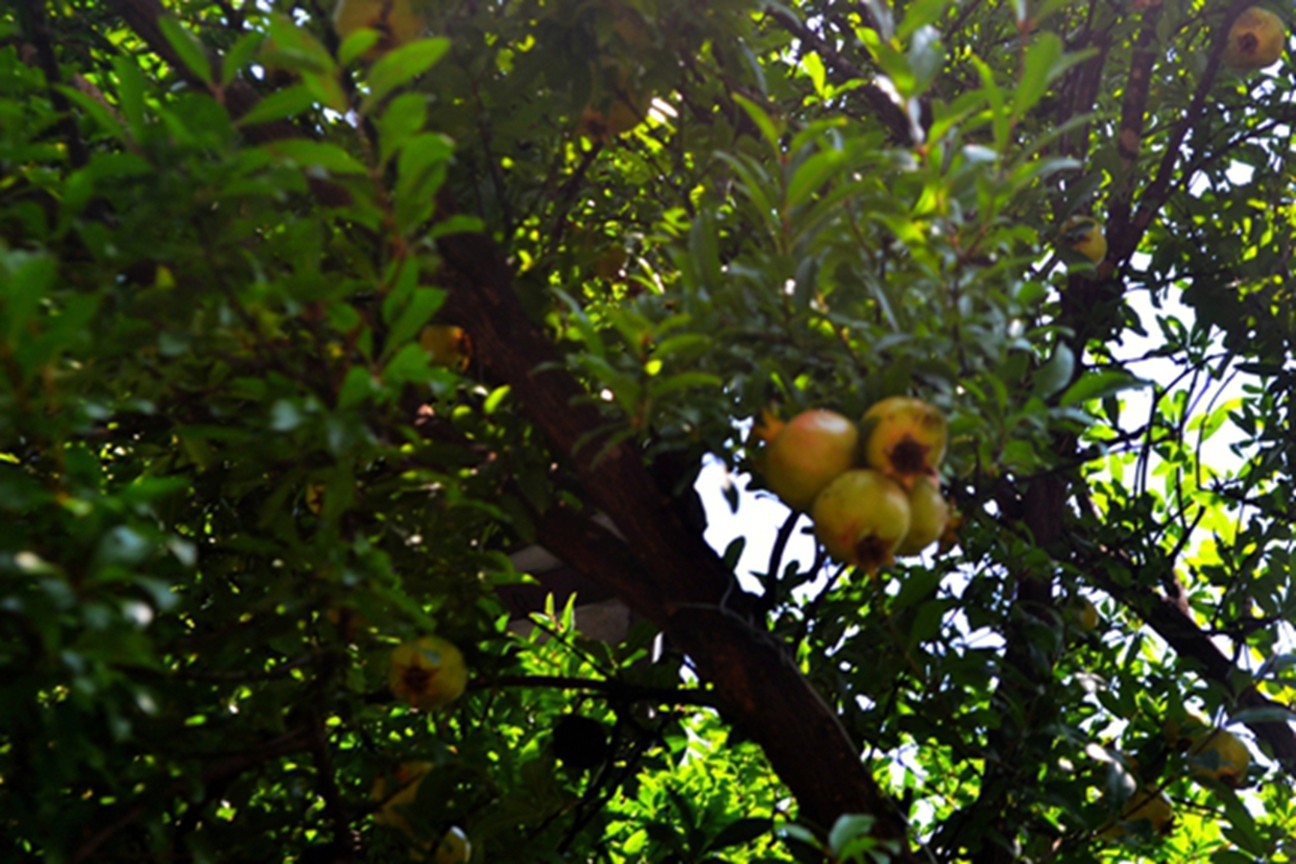 DSC_4612.JPG