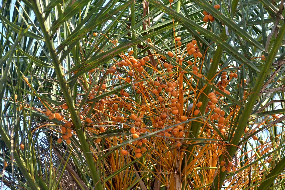 DSC_6076.JPG