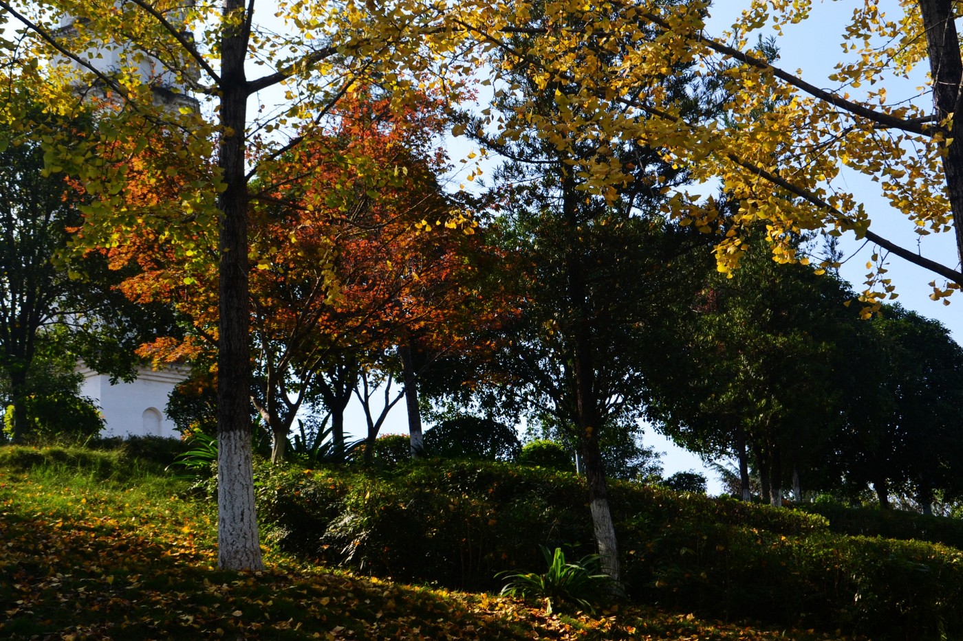 DSC_6097.JPG