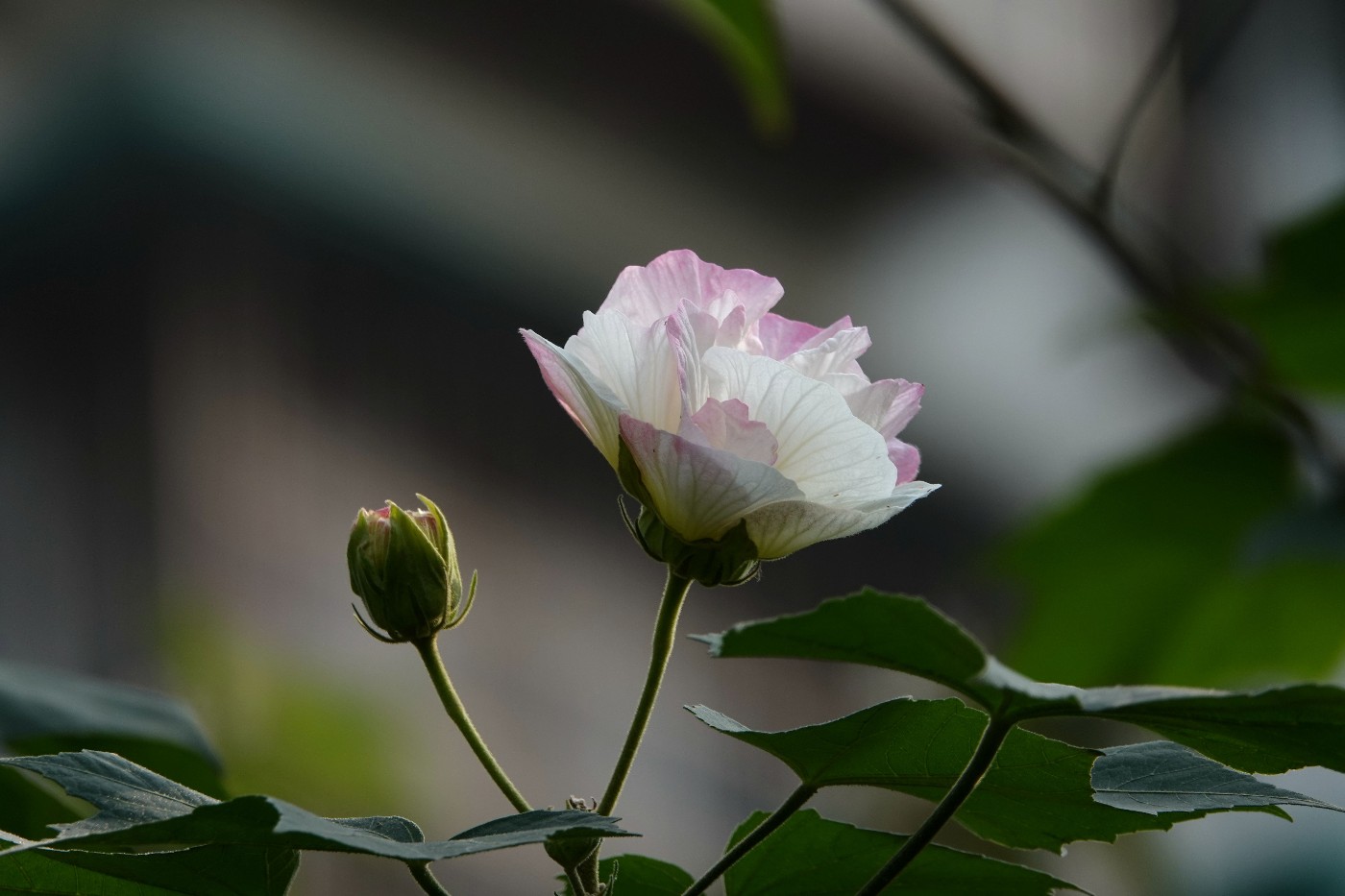 DSC06230_.jpg