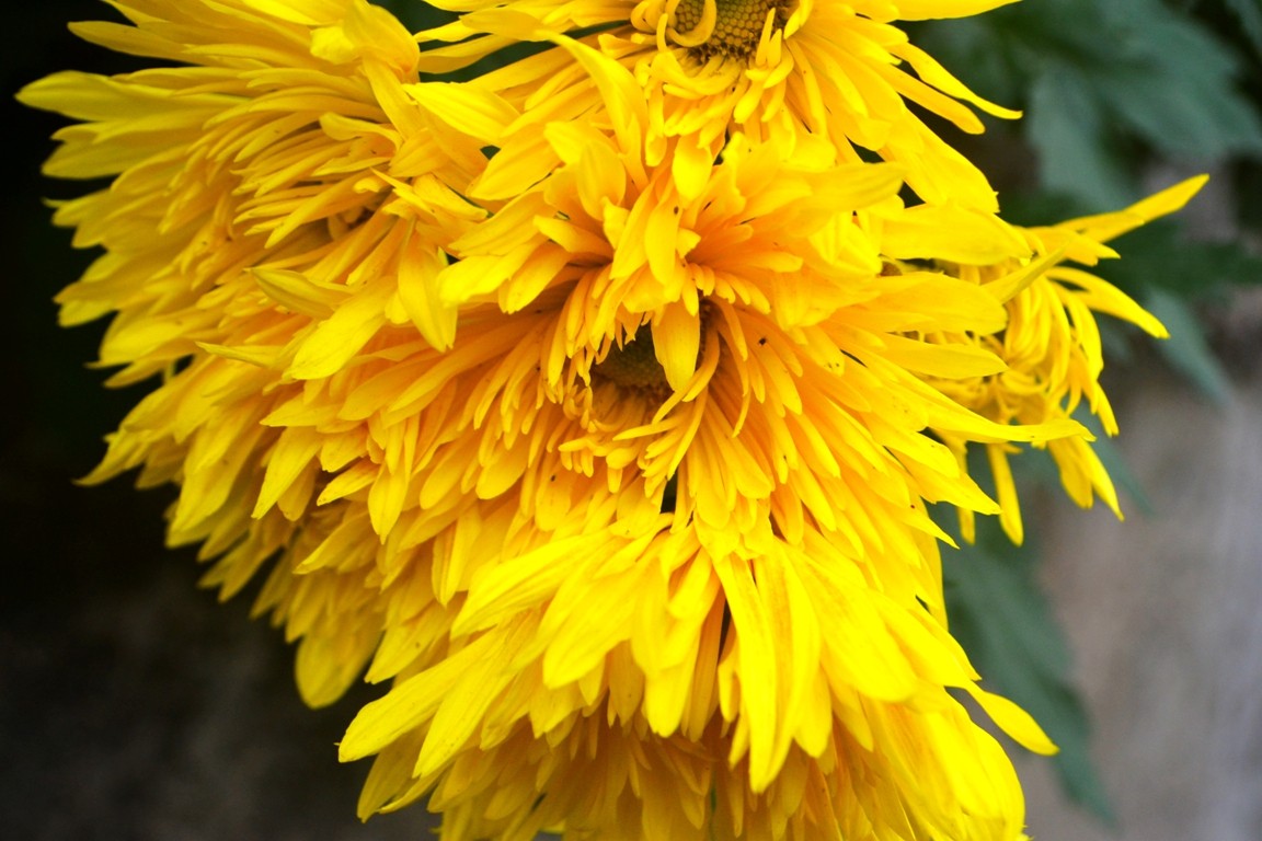 DSC_6411.JPG