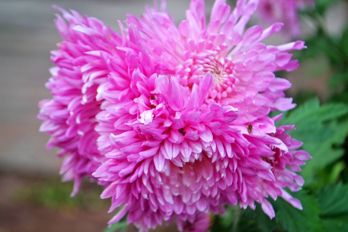 DSC_6405.JPG
