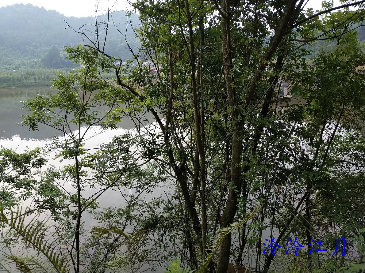 P20611-072148.jpg