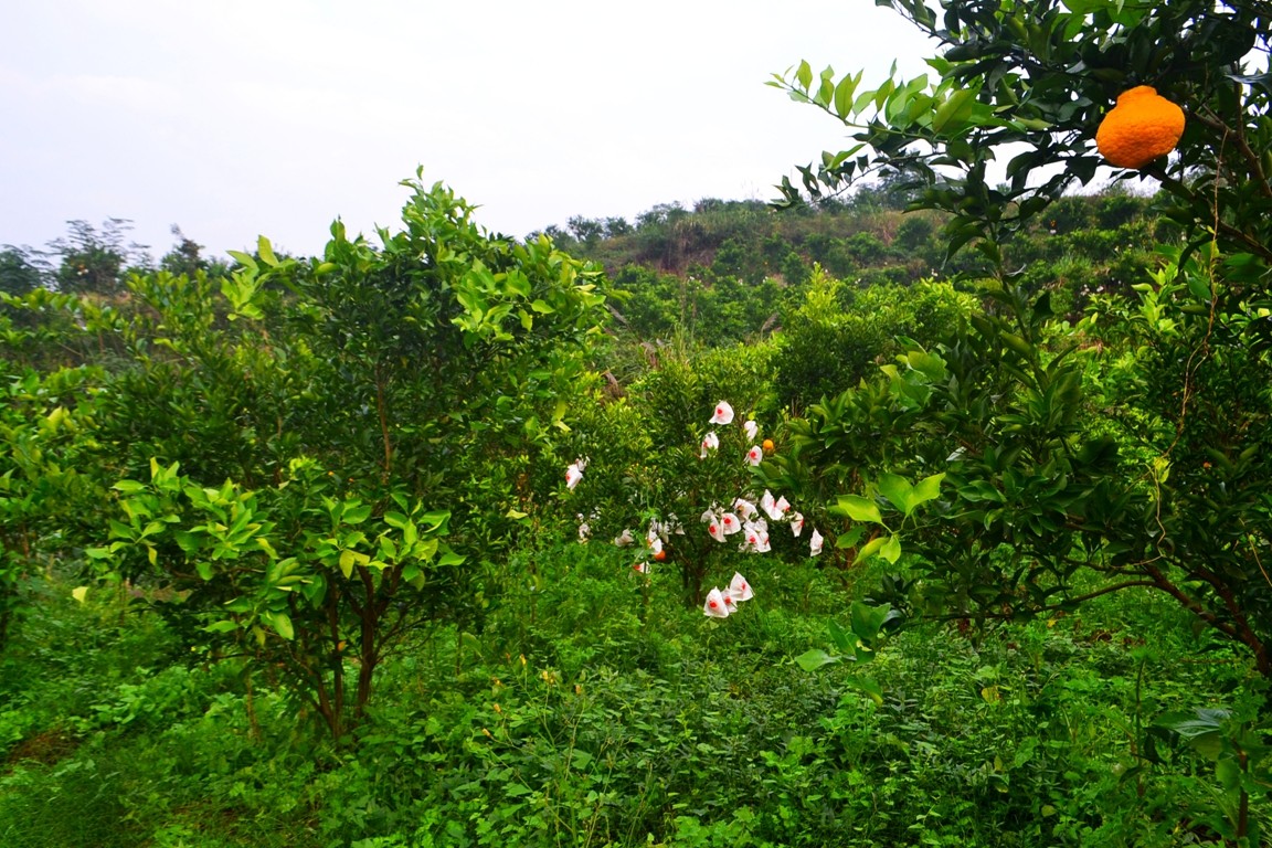 DSC_6384.JPG