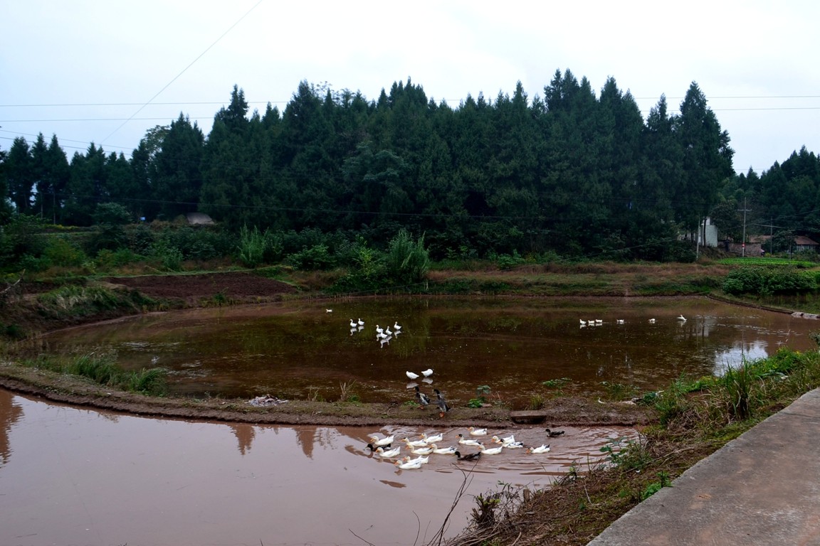 DSC_6553.JPG