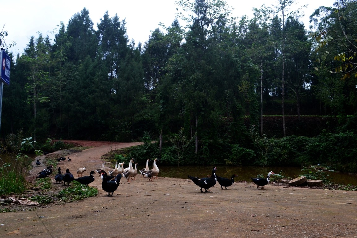 DSC_6506.JPG
